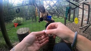 Magicians Can Only Fool Monkeys With Opposable Thumbs