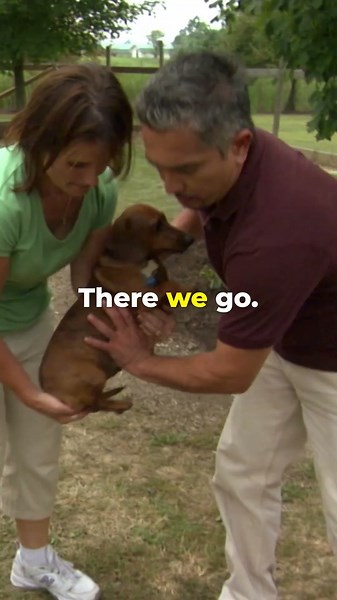 Cesar Restores Peace After Vicious Dog Fight! #dogwhisperer #dog #cesarmillan