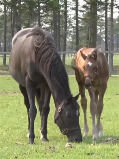 Cesario and her colt, Saturnalia Saturnalia came from a powerful mare, and he himself, ironically, went up against powerful mares. All of the horses he lost to except in the Japan Derby were mares. He came in 6th in the 2019 Tenno Sho Autumn to Almond Eye, 2nd in the 2019 Arima Kinen to Lys Gracieux, and 4th in 2020 Takarazuka Kinen to Chrono Genesis. All three have been bred to Epiphaneia, often regarded as Cesario's most successful offspring. Chrono Genesis has been bred with Saturnalia. #cesa