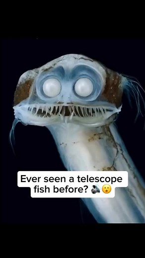 The telescopefish is a deep-sea species that looks unusual because of its large, tubular eyes that point forward like a pair of binoculars. Unlike most fish with round eyes, this design helps them capture the faintest traces of light in the dark ocean, giving them an advantage in spotting prey or predators in near-total darkness. They live in the mesopelagic to bathypelagic zones of the open ocean, usually at depths of about 500 to 2,000 metres (1,600–6,600 ft). They also have an elongated body 