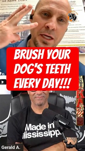 Brush your dog's teeth every day | Guest Dr. Petersen VMD @skylineanimalhospital