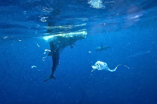 Something remarkable was just filmed at this decaying whale carcass in Hawai'i | Discover Wildlife