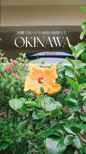 【沖縄・本島】沖縄で見た、鮮やかな南国の植物たち🌺#沖縄 #沖縄旅行 #植物 #花
