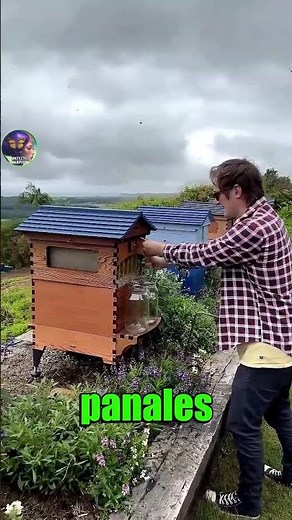 🐝🍯🌼 Flow Hive: How to extract honey without harming the bees #viral #curiosities