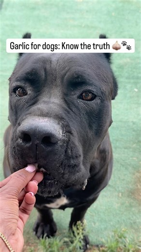 Garlic for dogs: helpful in small doses but dangerous if misused. Know the truth 🧄🐾 #raisingbane