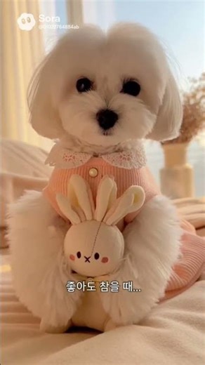 #뽀미의참을성 #cute #bomi #힘들어도잘버티는뽀미