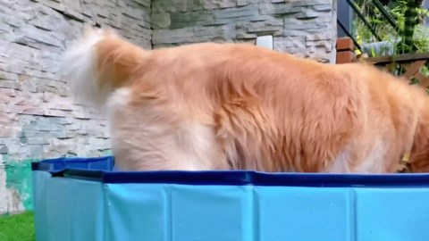 Niubya Foldable Dog Pool, Collapsible Hard Plastic Dog Swimming Pool, Portable Bath Tub for Pets Dogs and Cats, Pet Wading Pool for Indoor and Outdoor, 80 x 12 Inches