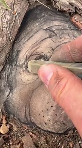 14M views · 916K reactions | The emergence of Roger from a tree root on the west side of Ann Arbor: | David Zinn | Facebook