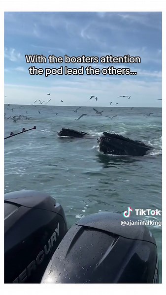 The bbay said slorry for her 🥹👏❤️ #animal #wholesome