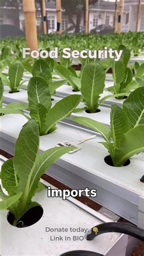 Hydroponics can protect food access in the Bolivian Amazon. Support the project 🌱