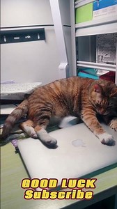 Nuh-uh! My computer's staying with me~ 🖥️💕