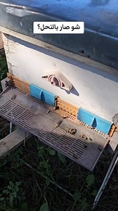 Relocating bee's is essential. Relocating bees is essential for several interconnected reasons, each contributing to ecological balance, agricultural productivity, and species conservation. Here's a structured overview: 1. **Human-Bee Conflict Mitigation**: - Bees often establish hives in urban areas (e.g., homes, schools), posing risks to humans and themselves. Relocation prevents extermination, preserving colonies critical for pollination amid global population declines. 2. **Agricultural Poll