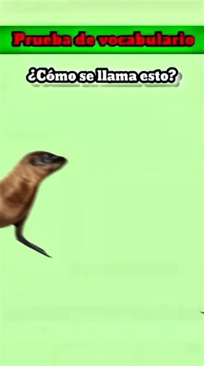 Spanish Vocabulary Test Challenge