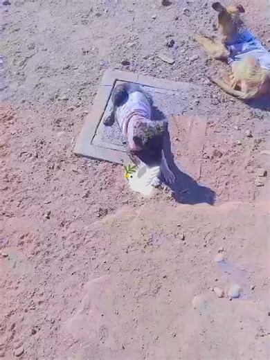 Carol Luna on TikTok