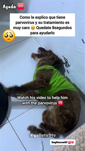Rescate de perrito con Parvovirus 🆘️