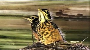62K views · 191 reactions | This person found these cute little baby robins getting ready to leave their nest. This is the second time this year this same momma has produced babies. It will be fun to watch them grow up on this property! | Rumble | Facebook