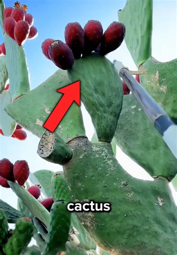 How the Prickly Pear Destroyed Australia — Cactoblastis to the Rescue