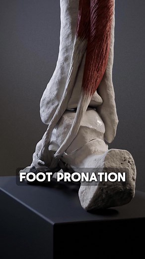 Pronation is a natural movement of the foot that occurs during landing. As the body weight is loaded onto it, the arch of the foot flattens out and the heel moves outward. This movement increases elasticity of foot which helps to absorb shock and distribute the impact forces evenly through the foot and leg. Supination is also natural and refers to movement in which the arch of the foot rises and the heel moves inward. With this motion foot becomes more rigid, which helps to propel the body forwa