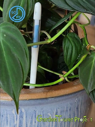 Sustee Aquameter Soil Moisture Indicator Probe in a houseplant