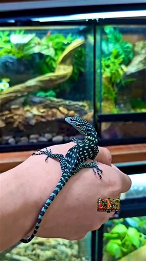Exotic Pets Studio Thailand on Instagram: "Blue tree monitor size baby น่ารักมากหลงรักใจละลาย💙 Pets Import & Export Worldwide นำเข้า-ส่งออก สัตว์หายากทั่วโลก WhatsApp: +66956499546 #ExoticPets #ReptileLovers #bluetreemonitor #PetsImport #WorldwideExport"