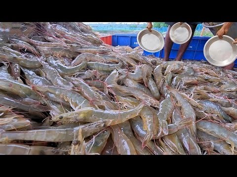 Best fish farming techniques -shrimp aquaculture