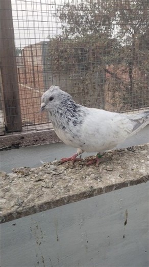 My 40 no. Fransy home 🏠 breed kabootar/shorts/YouTube/viral video #pigeon #kabootar