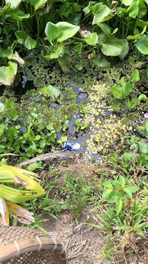 Find and show wild betta fish #betta