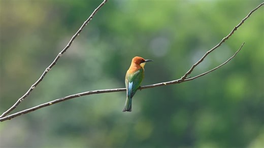 Chestnut-headed Bee-eater, Merops leschenaulti, seen from its back perched on a small branch during the afternoon, scanning the area for a Bee for a potential snack, beautiful forest green bokeh | Premium Stock Video Footage