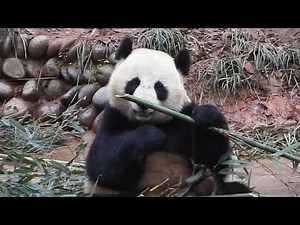 panda GANGBENER | 大熊猫钢镚儿 | 팬더