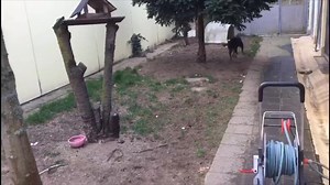 Guten Morgen wünscht euch heute der Patenhund von Markus Söder! Seit fast zwei Jahren wartet Atos schon auf seine Menschen 😢 aber die Freude am Leben hat er nicht verloren und startet mit Schwung in den Tag 🥳 Mehr Infos über ihn in den Kommentaren! | Tierheim Nürnberg