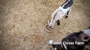 65K views · 3.5K reactions | Bouncing babies 殺藍 | Sweet Clover Farm | Facebook