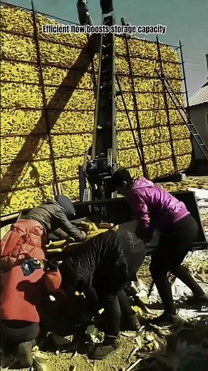 Bulk Corn Drying and Storage Using Vertical Conveyor System