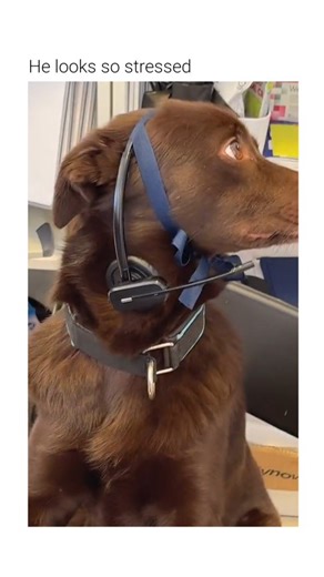 Rough Humor on Instagram: "This video features a domestic dog positioned at a professional reception desk, simulating clerical behavior. The Subject The subject is a domestic dog, specifically a chocolate-colored Labrador retriever. The animal is outfitted with a human telecommunications headset and is seated upright in an ergonomic office chair behind a computer workstation. The Mechanism This scene is a staged Anthropomorphic Simulation. By placing the animal in a human-centric environment wit