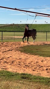🚨He has arrived 🚨Hip #326 EOS A Political Win - 2015 Stallion Already producing graded stakes winners, this is a stallion you’re not going to want to miss out on! Stay tuned for more of him! | DUNN RANCH