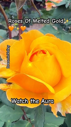 Perfect Rose Bud #rosebud #youtubeshorts #relaxingflowers #rosegardening #rose #gardening #nature