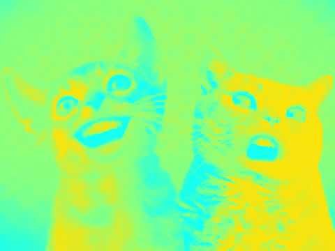 ANIMATED SPOOF MUSIC VIDEO NUMA CAT SPONGE