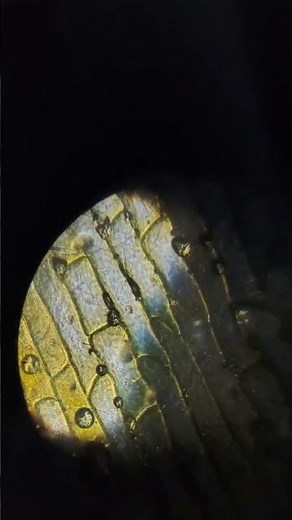 how to use a microscopeto see bacteria? #experiment #chemistrypage #microscope #trendingshorts