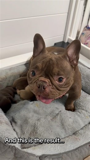 Mom Mode Activated 🐾 How Gentle Whelping Support Helped Her Accept Her Puppies