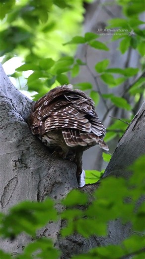 Barred Owl sliding down the tree to check on her owlets - #BarredOwl #Owl #Owls #Nature