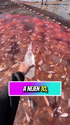 Tato ryba dostala nový život! 🐟❤️🌊