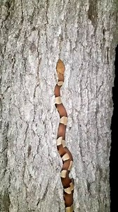 84K views · 278 reactions | ~Copperhead, climbs tree~ Broad-banded Copperheads will go to extraordinary lengths to catch cicadas, including, climbing up trees! This cicada was just out of reach for this copperhead, which had give up, but not after impressively climbing 10ft. straight up!!! | The Copperhead Den | Facebook