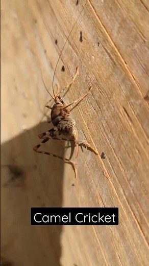 Camel cricket/Jumping "spider"