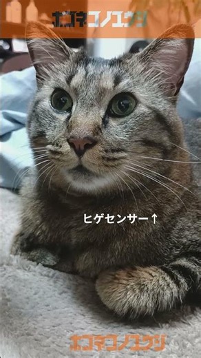 保護猫の顔をアップでお楽しみ下さい#cat #キジ猫