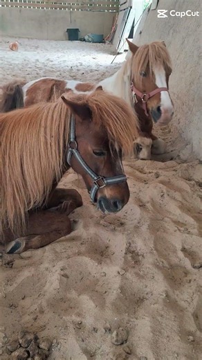 May Récap 📹 #horse #chevaux #cheval #life #equestrian #poney