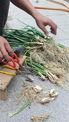 Spring Onion Cleaning and Root Cutting Process