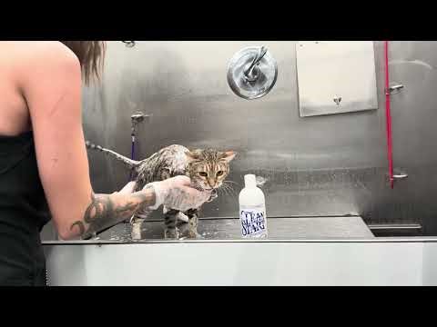 Bath Time With a Very Opinionated Ocicat 😹💦