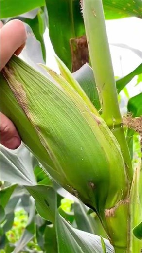 An easy way to pick corn is by pulling it down using your hands #shorts