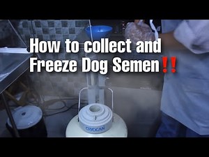 How to Collect and Freeze Dog Semen.