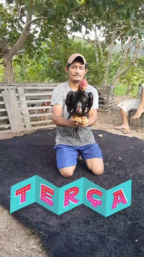 464K views · 5.4K reactions | #barbudos #Matriz #Jack #galos #pintinhos #ovos #so #qualidade #frangos #top | cocheira galos Moura | Facebook