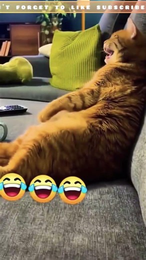 😂😂😂😂#funny #shorts